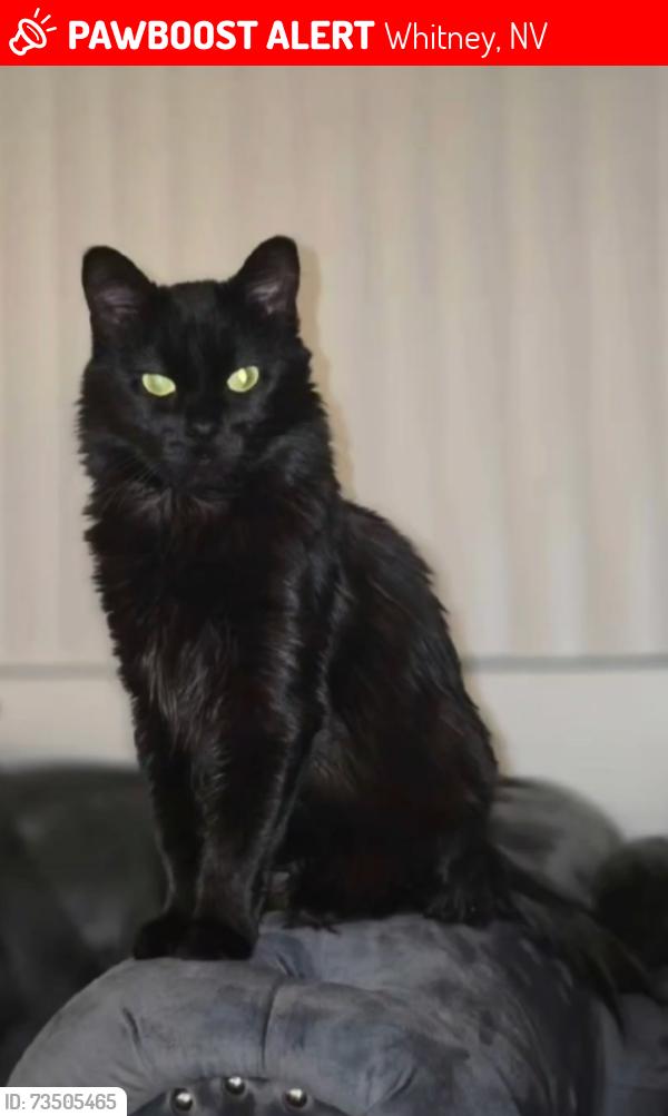 Lost Female Cat last seen Wetlands Park, Squire Village Community, Whitney, NV 89122
