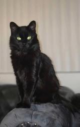 Lost Female Cat last seen Wetlands Park, Squire Village Community, Whitney, NV 89122
