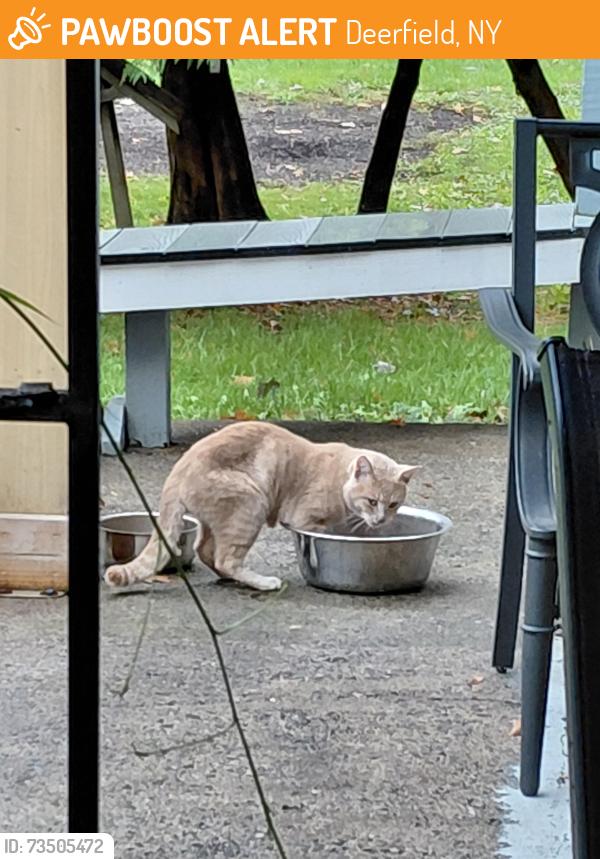 Found/Stray Male Cat last seen Trenton road, Deerfield, NY 13502