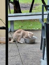 Found/Stray Male Cat last seen Trenton road, Deerfield, NY 13502