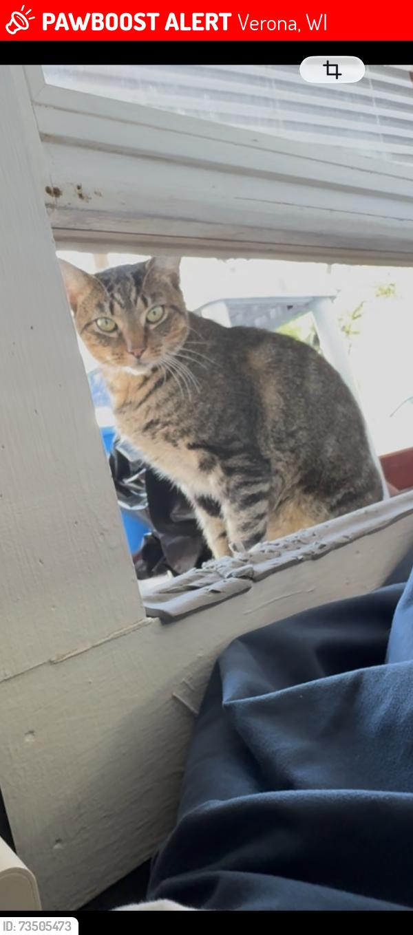 Lost Male Other last seen near the service station, Verona, WI 53593
