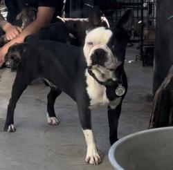 Reunited Male Dog last seen Social security building, Huntington Park, CA 90255