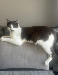 Reunited Male Cat last seen Near Rainwood Way, Antioch, CA 94531, USA, Antioch, CA 94531