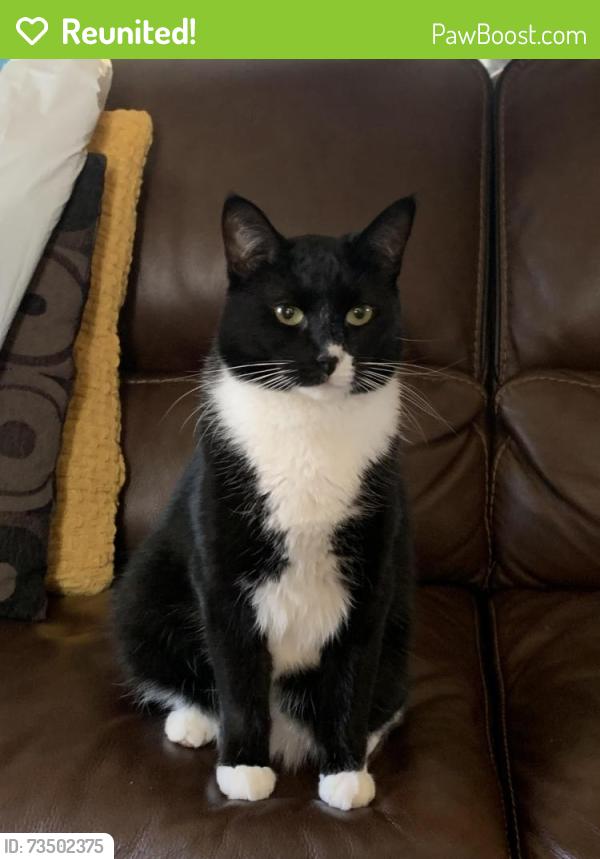 Reunited Female Cat last seen 71st and Drexel, Chicago, IL 60619