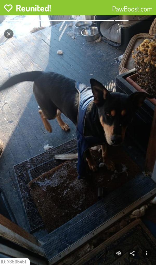 Reunited Male Dog last seen Augusta and Lorel, Chicago, IL 60651
