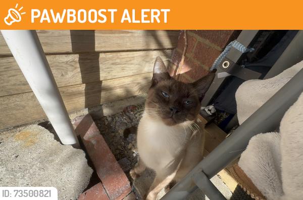 Found/Stray Male Cat last seen Westminster Drive, Bletchley, England MK3 6LY