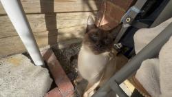 Found/Stray Male Cat last seen Westminster Drive, Bletchley, England MK3 6LY