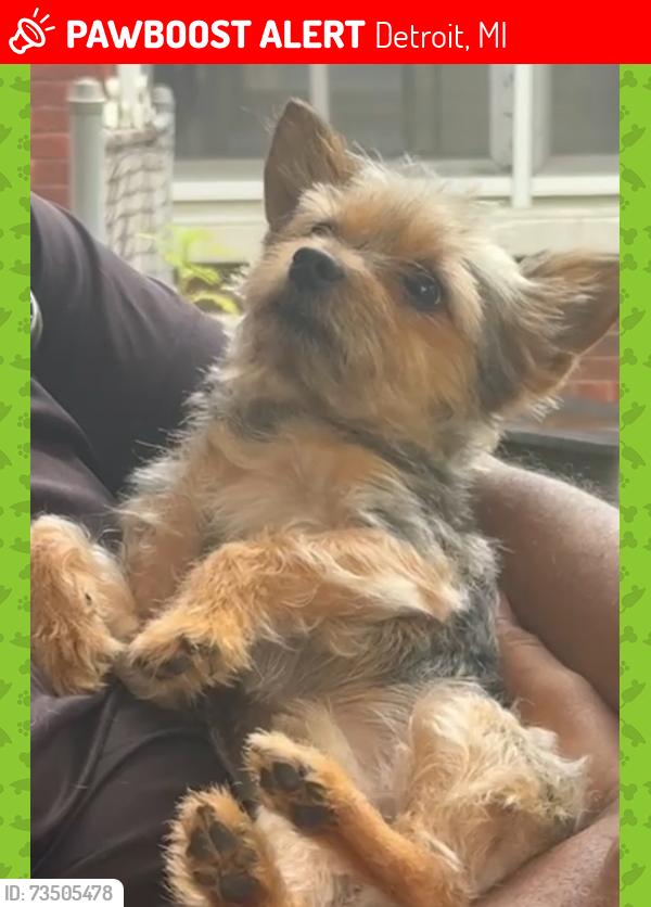 Lost Male Dog last seen Dexter, Detroit, MI 48206