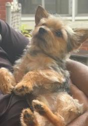 Lost Male Dog last seen Dexter, Detroit, MI 48206