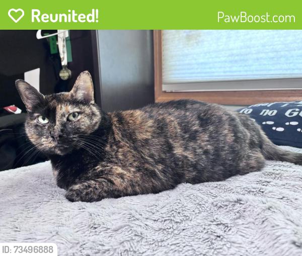 Reunited Female Cat last seen On the corner of 82nd st. & 249th ave., Salem Lakes, WI 53168
