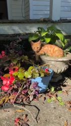 Found/Stray Male Cat last seen Newberry SC, Newberry, SC 29108
