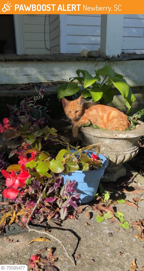 Found/Stray Male Cat last seen Newberry SC, Newberry, SC 29108