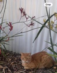 Reunited Male Cat last seen hse, Merriwa, WA 6030