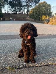 Found/Stray Unknown Dog last seen Just seen walking by my gate at 1136 Pacific Ave, Long Beach, CA 90813