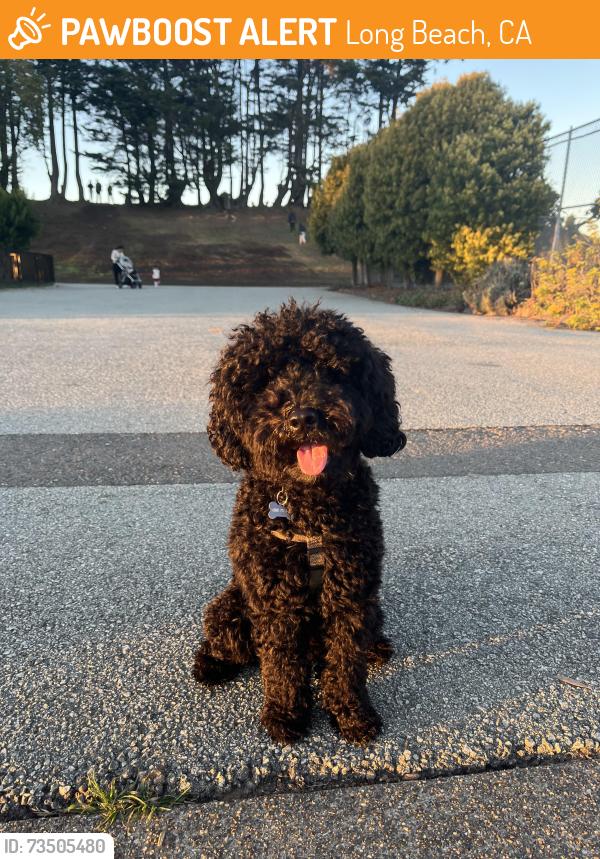 Found/Stray Unknown Dog last seen Just seen walking by my gate at 1136 Pacific Ave, Long Beach, CA 90813