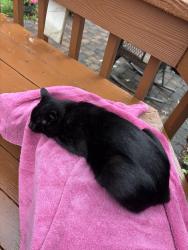 Lost Male Cat last seen Woods of Blendon ests, Columbus, OH 43230