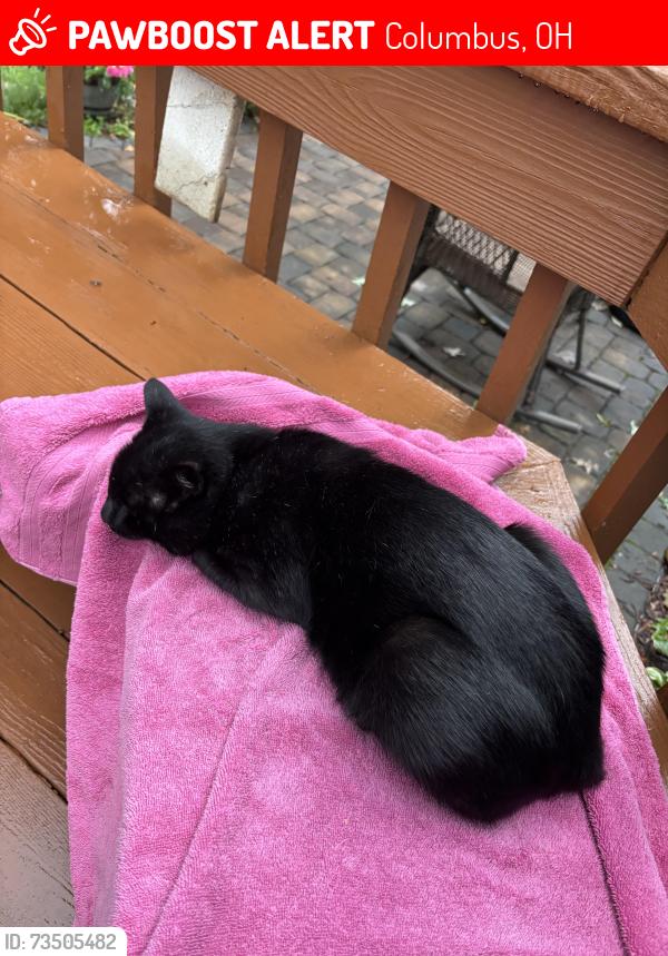 Lost Male Cat last seen Woods of Blendon ests, Columbus, OH 43230
