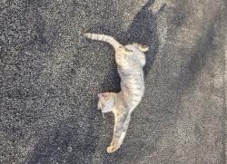 Reunited Male Cat last seen Near Daly Ln, Plainfield, IL 60586, USA, Plainfield, IL 60586
