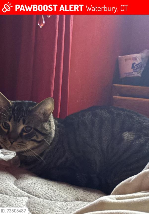 Lost Male Cat last seen Edgewood Ave Farrington ave, Waterbury, CT 06706