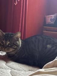 Lost Male Cat last seen Edgewood Ave Farrington ave, Waterbury, CT 06706