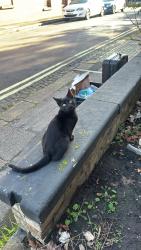 Found/Stray Unknown Cat last seen York hosp, Clifton, England YO31 8HQ
