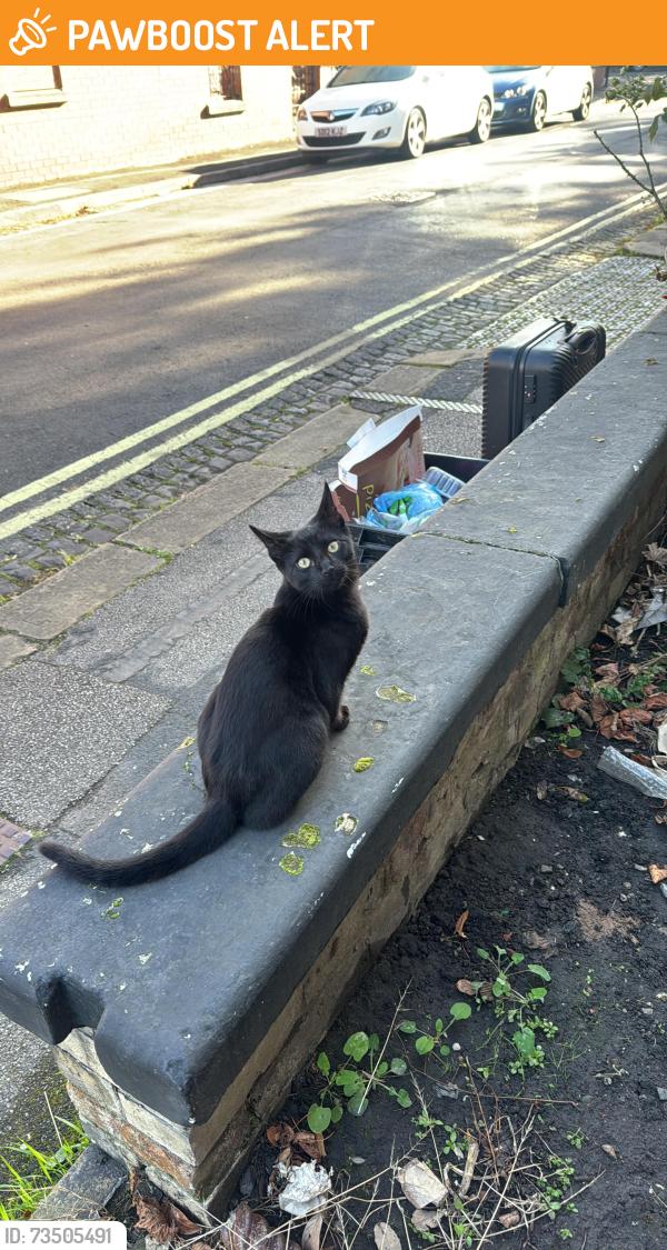 Found/Stray Unknown Cat last seen York hosp, Clifton, England YO31 8HQ