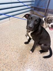 Shelter Stray Male Dog last seen INDIAN HAMMOCKS PARK, 3599 NW 79th Ave, Doral, FL 33122, USA
