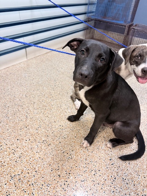 Shelter Stray Male Dog last seen INDIAN HAMMOCKS PARK, 3599 NW 79th Ave, Doral, FL 33122, USA