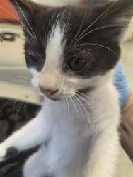 Shelter Stray Female Cat last seen Near BLOCK RED FERN RD, 3528 Newburg Rd, Louisville, KY 40218, USA