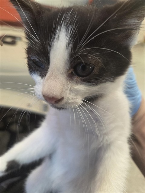 Shelter Stray Female Cat last seen Near BLOCK RED FERN RD, 3528 Newburg Rd, Louisville, KY 40218, USA