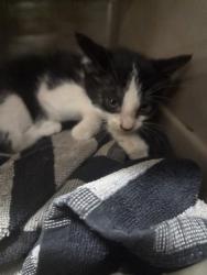 Shelter Stray Female Cat last seen Near BLOCK RED FERN ROAD, 3528 Newburg Rd, Louisville, KY 40218, USA