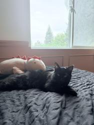 Lost Female Cat last seen kamm and academy, Kingsburg, CA 93631