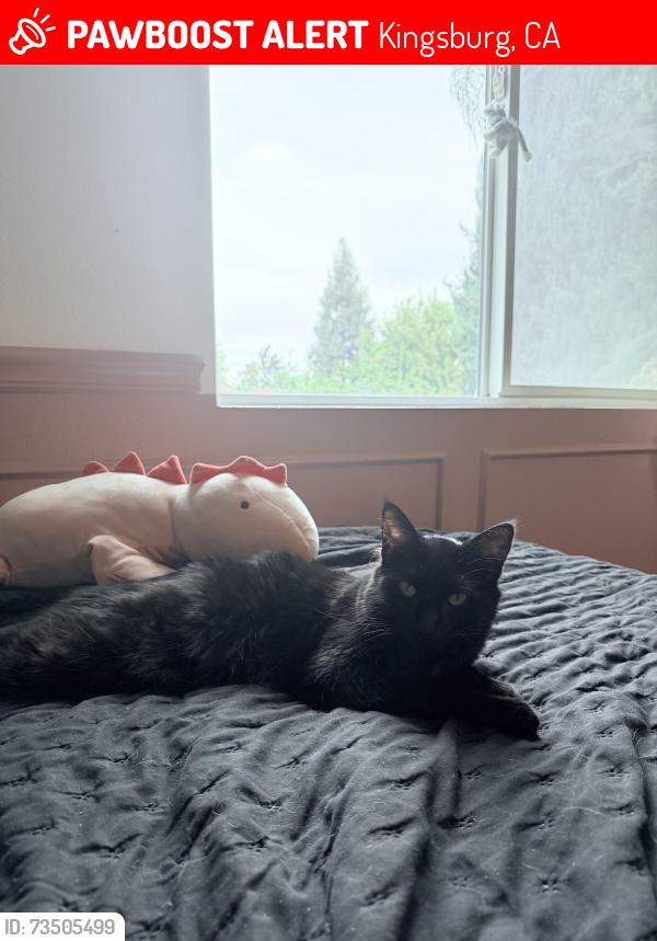 Lost Female Cat last seen kamm and academy, Kingsburg, CA 93631