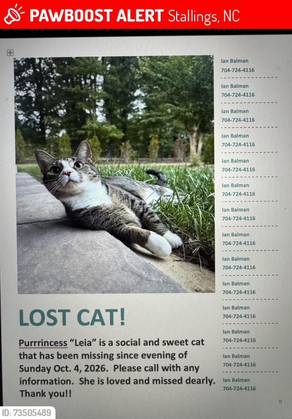 Lost Female Cat last seen Leaf springs school, 1209 Privett Park Place, Stallings, NC, Stallings, NC 28104