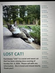Lost Female Cat last seen Leaf springs school, 1209 Privett Park Place, Stallings, NC, Stallings, NC 28104