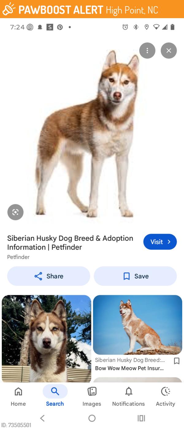 Found/Stray Unknown Dog last seen Bridges st and Eastchester next to the citgo, High Point, NC 27262