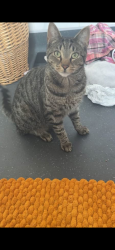 Reunited Male Cat last seen Colonels lane by the public footpath toward the hop fields, Boughton-under-Blean, England ME13 9SL