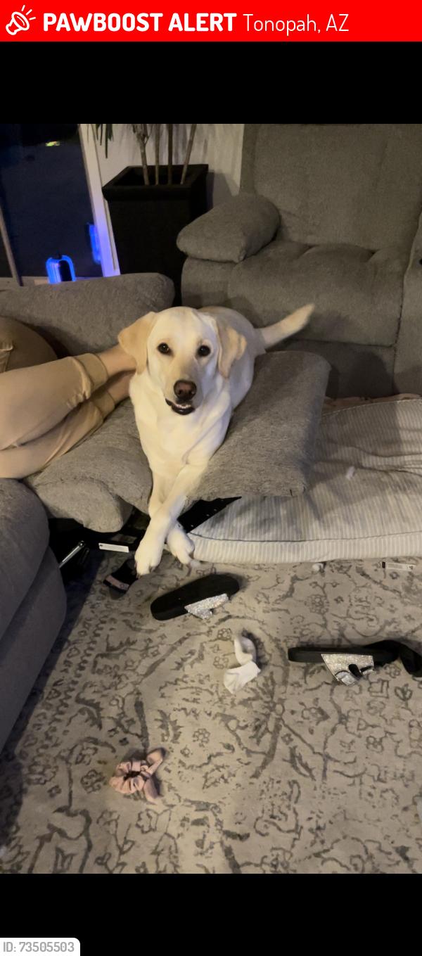 Lost Female Dog last seen 339th ave and Indian school, Tonopah, AZ 85354