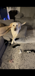 Lost Female Dog last seen 339th ave and Indian school, Tonopah, AZ 85354