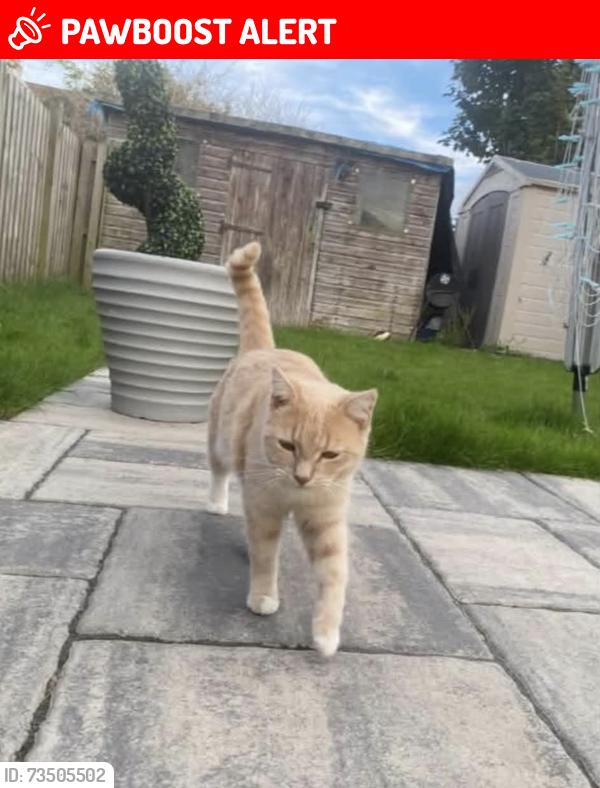 Lost Female Cat last seen Viaduct, North Ayrshire, Scotland KA13 7DZ