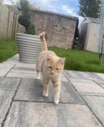 Lost Female Cat last seen Viaduct, North Ayrshire, Scotland KA13 7DZ