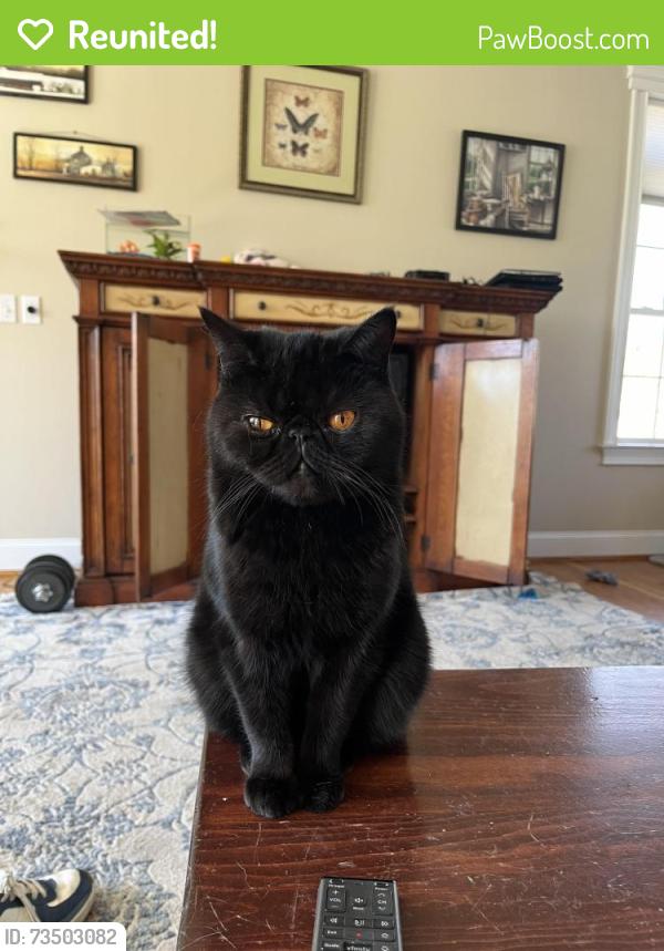 Reunited Female Cat last seen Eden St and Birch Tree Ln, Bar Harbor, ME 04609