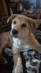 Lost Male Dog last seen Hwy199/Kerby, Kerby, OR 97523