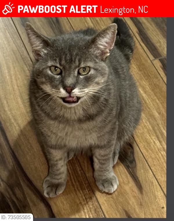 Lost Male Cat last seen Moss Brook Drive and Miners Trail near High Rock Lake, Lexington, NC 27292