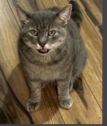 Lost Male Cat last seen Moss Brook Drive and Miners Trail near High Rock Lake, Lexington, NC 27292