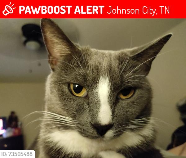 Lost Female Cat last seen Red roof inn johnson city Tennessee, Johnson City, TN 37601