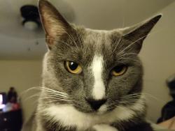 Lost Female Cat last seen Red roof inn johnson city Tennessee, Johnson City, TN 37601