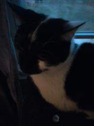 Reunited Male Cat last seen Paisley Wood and Stapleton Chase, Nashville, TN 37013