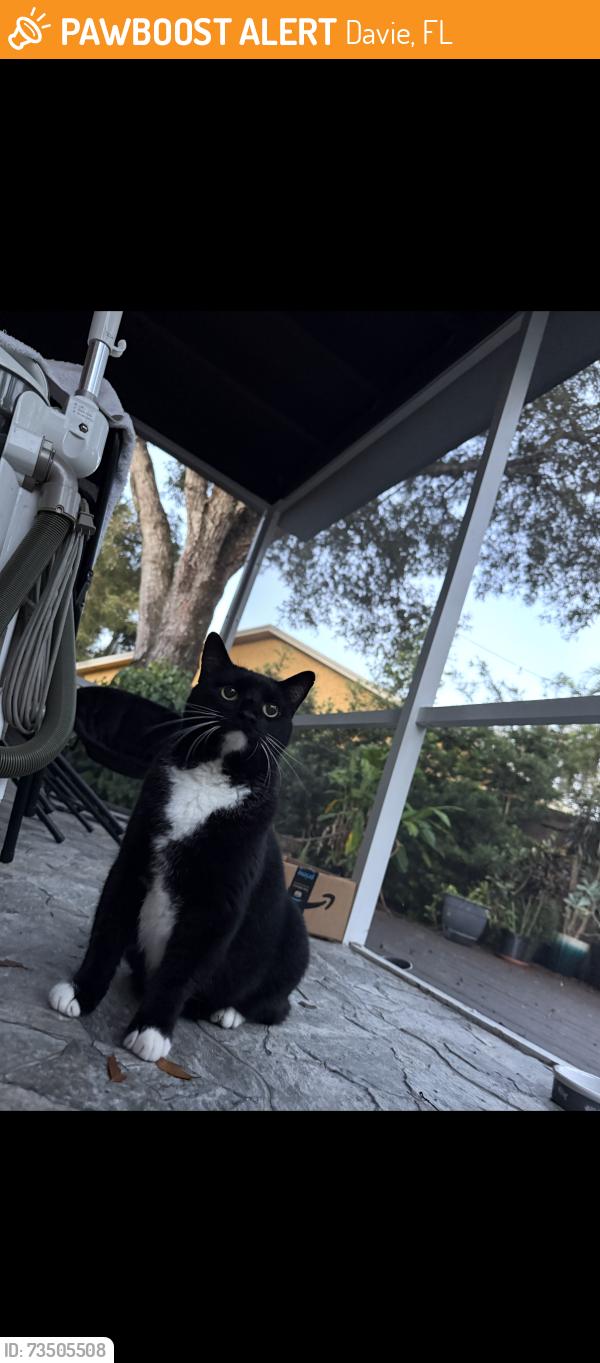 Found/Stray Female Cat last seen Orange dr and university, Davie, FL 33314