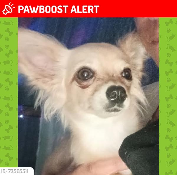 Lost Male Dog last seen I lost sight of him in Centenary park as he panic-ran away after being hit by a car, Fortitude Valley, QLD 4006
